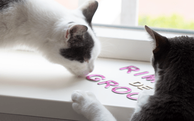 Een copycat van je content: hoe ga je daar goed mee om?